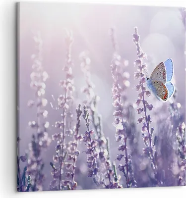 Produktbild von Bild auf Leinwand - Leinwandbild - Schmetterling Wiese Blume - 50x50cm - Wand Bild - Wanddeko - Leinwanddruck - Bilder - Kunstdruck - Wanddekoration - Leinwand bilder - Wandkunst - AC50x50-4014