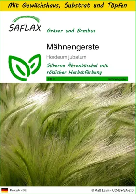 Produktbild von SAFLAX Anzucht Set - Mähnengerste - Hordeum jubatum - 70 Samen - Mit Mini-Gewächshaus, Anzuchtsubstrat und 2 Töpfen