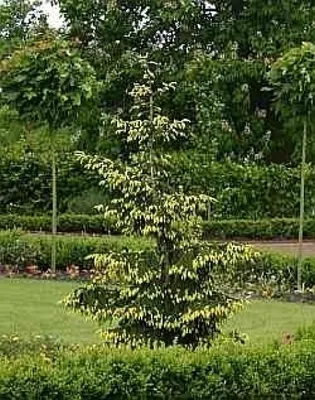 Produktbild von Picea orientalis Aurea - Orientalische Goldfichte - 80-100