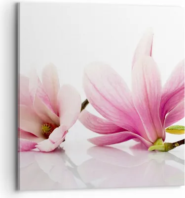 Produktbild von Bild auf Leinwand - Leinwandbild - Magnolie blume natur pflanze - 70x70cm - Wand Bild - Wanddeko - Leinwanddruck - Bilder - Kunstdruck - Wanddekoration - Leinwand bilder - Wandkunst - AC70x70-2641