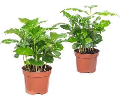 Produktbild von 2er-Set Kaffeepflanze - pflegeleichte Zimmerpflanze, Coffea Arabica - Höhe ca. 20 cm, Topf-Ø 9 cm