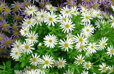 Produktbild von Aster ageratoides 'Ashvi', Herbstaster, weiß, ca. 9x9 cm Topf