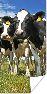 Produktbild von MuchoWow® Poster Kühe - Gras - Wiese - Tiere 60x120 cm - Wandschmuck