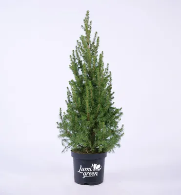 Produktbild von Weiß-Fichte ´CONICA´ 40-50 cm, Cont. 2,5 l