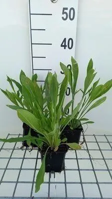 Produktbild von 6 x  Coreopsis grand. 'Schnittgold' - Mädchenauge - Topf 9 x 9 cm