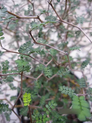 Produktbild von Schnurbaum Little Baby - Sophora prostrata Little Baby - 30-40cm