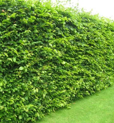Produktbild von Hainbuche 30-40 cm, Cont. 2 l