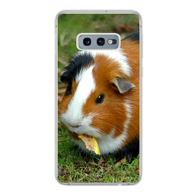 Produktbild von MuchoWow® Handyhülle Schutzhülle Hülle für Samsung Galaxy S10e Meerschweinchen draußen Silikon Softcase Handy Hülle - Handy