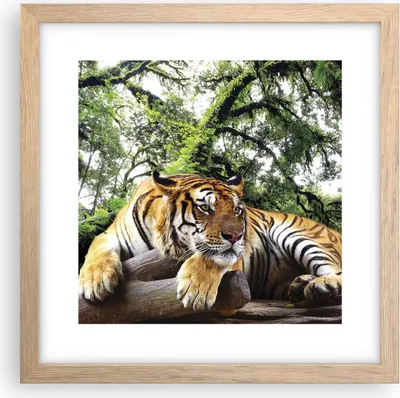 Produktbild von Gerahmtes Poster - Rahmen in heller Eiche - Tiger Dschungel Ruhe - 30x30 cm - Wand Bild - Wanddeko - Wandbilder - Wandposter - Bilderrahmen - Bilder - Kunstdruck - Wandbild - P2NAC30x30-4166