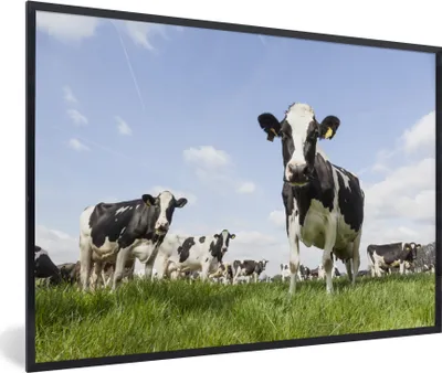 Produktbild von MuchoWow® Gerahmtes Poster Kühe - Gras - Tiere - Sonne - Bauernhof 90x60 cm - Poster mit Schwarzem Bilderrahmen Wandposter Rahmen Foto Bilder - Fotorahmen - Foto-Plakat