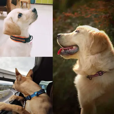 Produktbild von Reflektierendes Nylon-Hundehalsband mit Schnellverschluss - Verstellbar und Atmungsaktiv für Kleine, Mittelgroße und Große Hunde