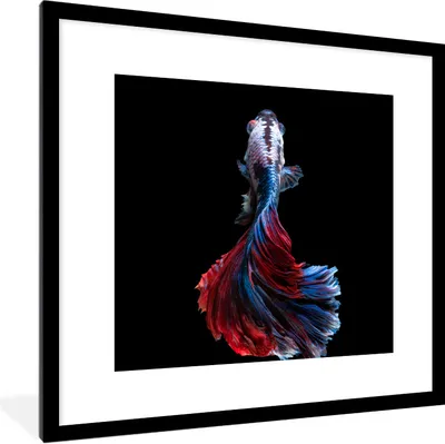 Produktbild von MuchoWow® Gerahmtes Poster Fisch - Schwanz - Schwarz 40x40 cm - Poster mit Schwarzem Bilderrahmen Wandposter Rahmen Foto Bilder - Poster - Plakat im Rahmen