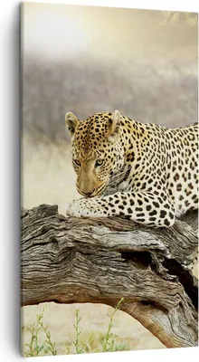 Produktbild von Bild auf Leinwand - Leinwandbild - Afrika Leopard Katze Safari - 45x80cm - Wand Bild - Wanddeko - Leinwanddruck - Bilder - Kunstdruck - Wanddekoration - Leinwand bilder - Wandkunst - PA45x80-2599