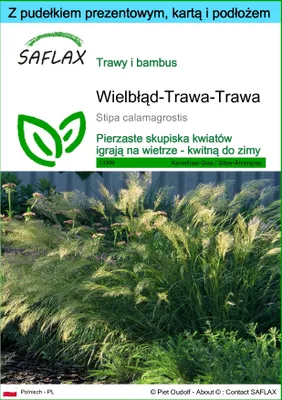 Zdjęcie produktu dla SAFLAX - Zestaw prezentowy - Wielbłąd-Trawa-Trawa - 50 Nasiona - Z pudełkiem upominkowym, etykietą wysyłkową, kartą podarunkową i podłożem uprawowym - Stipa calamagrostis