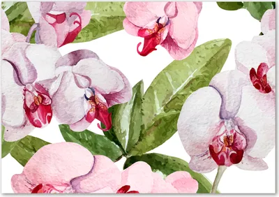 Produktbild von Tulup® Glas-Bild - 100 x 70 - Wandbild aus Glas - Wandkunst - Wandbild hinter gehärtetem Sicherheitsglas - Blumen & Pflanzen - Rosa Orchideen - Rosa