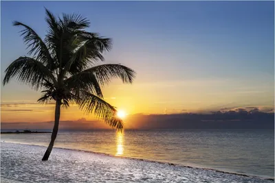 Produktbild von Wallario selbstklebendes Poster - Palme am Strand - Sonnenuntergang über dem Meer, Größe: 100 x 150 cm