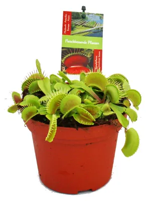 Produktbild von Venusfliegenfalle - Dionaea muscipula -12cm Topf