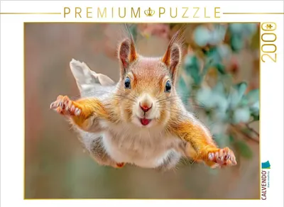 Produktbild von CALVENDO Puzzle Eichhörnchenliebe | 2000 Teile Lege-Größe 90x67cm Foto-Puzzle für glückliche Stunden