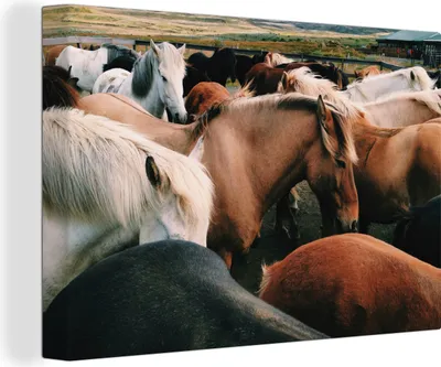Obrázok produktu pre OneMillionCanvasses® - Maľba na plátne - Obraz na plátne Nástenná maľba na plátne - Kone - Zvieratá - Divoká príroda - 150x100cm - Fotografia na