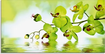 Produktbild von ARTland Glasbild Schöne Orchidee mit grünem Hintergrund Größe: 100x50 cm