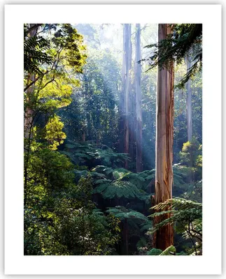 Produktbild von Poster - Poster ohne Rahmen - Morgendämmerung Bäume Wald - 40x50 cm - Wand Bild - Wanddeko - Wandbilder - Kunstposter - Wandposter - Bilder - Kunstdruck - Wanddekoration - Wandbild - P2XPA40x50-4403