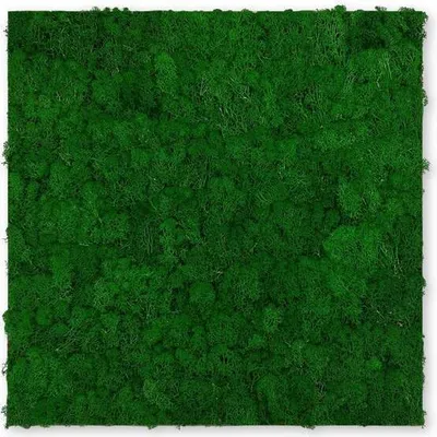 Produktbild von JANGAL Modular Wall Akustik 3D Paneele  520 x 520 mm Nature Green Moos Moos Pflanzenwand Paneele Echtmoos