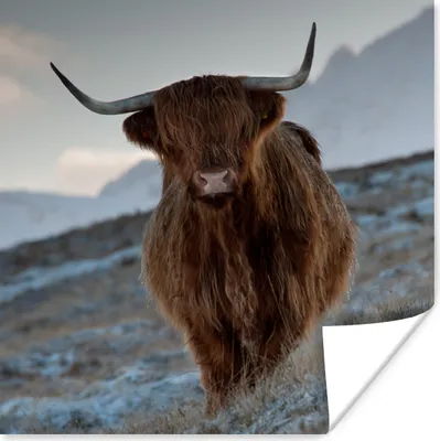 Produktbild von MuchoWow® Poster Schottischer Hochländer - Landschaft - Schottland 75x75 cm - Wand Dekoration