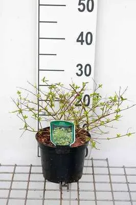 Obrázek produktu pro Abelia grand. 'Hopleys'® - Abelia Grandiflora Hopleys 25- 30 cm kontejner