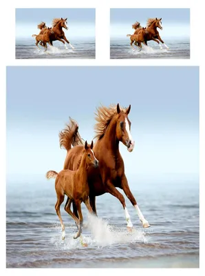 Produktbild von Pferd Stute Pony Bettwäsche Set 3-teilig Bettbezug 135x200 cm + 2 Kissenbezüge 50x70 cm Weiche Mikrofaser Bettbezüge mit Reißverschluss Ganzjahres Bettdeckenbezug Set