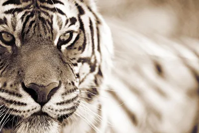 Produktbild von Digitaldruck-Tapete Tiger livingwalls (1034245)