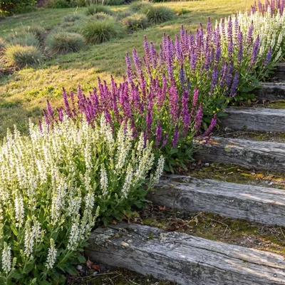 Produktbild von Stauden Gänge 3 x Salvia Kollektion im 1 Liter Topf - Steppensalbei im Mix Pink, Weiß, Violettblau, 25-50 cm, Blüte ab Juni und September