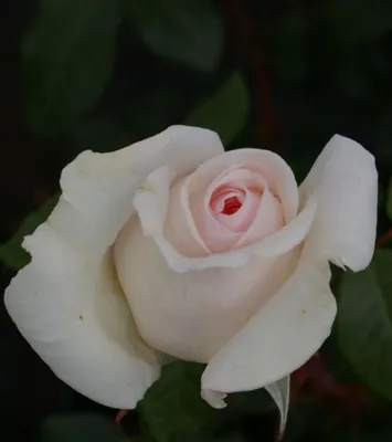Produktbild von Edelrose - Rosa Schloss Ippenburg ® - Duftrose der Provence - Duft+++ - Meilland-Rose - ADR-Rose