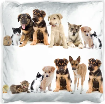 Produktbild von Wallario Premium Kissen, weiche Oberfläche, mit Motiv Süße Haustiere - Katzen  Hunde  Hamster  Küken, Größe: 60 x 60 cm, mit weißer Rückseite