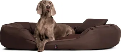 Produktbild von tierlando® Orthopädisches Hundebett SAMMY | Robuster Polyester | Dicke Umrandung - Größe: 140x105cm | Farbe: 01 Braun