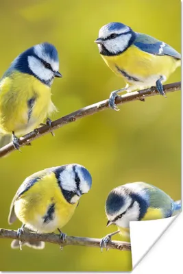 Produktbild von MuchoWow® Poster Vogel - Blaumeise - Äste - Sonne 80x120 cm - Papierdruck