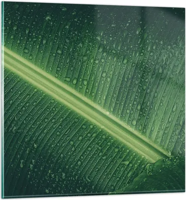 Produktbild von Bilder auf glas - Einteilig - Makro Blatt Tropfen - 30x30cm - Glasbilder - Wandbilder - Bilder - zum Aufhängen bereit - Wanddekoration aus Glas - Glas Bilder - Wandbild auf Glas - GAC30x30-4372