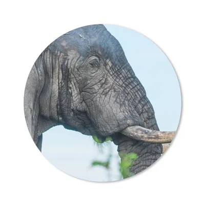 Produktbild von MuchoWow® Mauspad Mousepad Elefant - Tiere - Grau - Natur 30x30 cm - Mousepads - Maus Mat - Pad - Mausunterlage - Tischunterlage - Schreibtischmatten