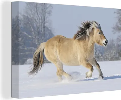 Produktbild von OneMillionCanvasses® - Leinwandbilder - 140x90 cm, Fjordpferd läuft durch den Schnee, Wandbilder Kunstdruck Wanddekoration - Foto auf Leinwand - Gemälde auf Holzrahmen