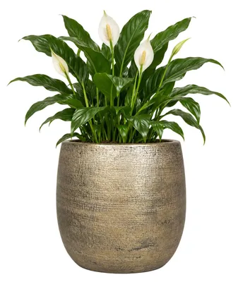 Produktbild von Floran Blumentopf Mira - gold - beschichtete Keramik - 24 cm