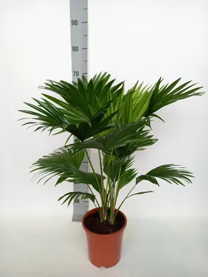 Image de Livistona Rotundifolia - Palmier en éventail - 60-70cm - Ø17cm - Plante d'intérieur - Vert persistant