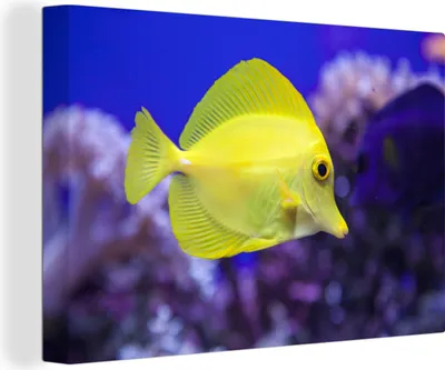 Obrázek produktu pro OneMillionCanvasses® - Obrazy na plátně - 140x90 cm, Ryba - Korál - Žlutá, nástěnné umění Vytisknout Nástěnná dekorace