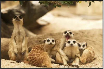 Produktbild von Wallario Wandbild Niedliche  Erdmännchen  kuscheln  im  Sand, Größe: 61 x 91,50 cm, Poster mit schwarzem Aluminiumrahmen