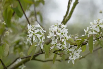 Produktbild von Amelanchier laevis, Kupfer-Felsenbirne, 100–125 cm, weiß blühend