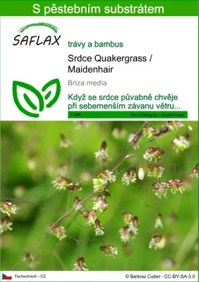 Obrázek produktu pro SAFLAX - Srdce Quakergrass / Maidenhair - Briza media - 75 Semena - S pěstebním substrátem bez klíčků