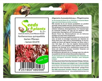 Produktbild von 10x Parthenocissus quinquefolia Selbstklett Jungfernrebe Pflanzen - Samen ID1479