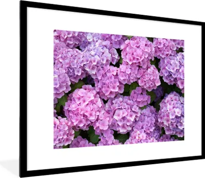 Produktbild von MuchoWow® Gerahmtes Poster Blumen - Hortensie - Strauch - Rosa - Blütenblätter 80x60 cm - Poster mit Schwarzem Bilderrahmen Wandposter Rahmen Foto Bilder - Schlafzimmer-Dekorationen - Fotoposter