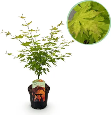 Obrázek produktu pro Japonský javor Acer palmatum Orange Dream, 70 cm, okrasný strom v 19cm květináči