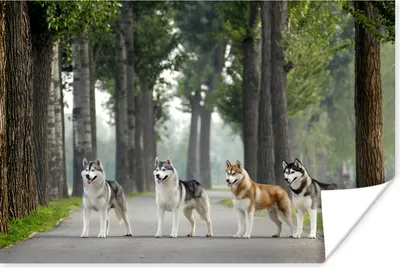 Produktbild von MuchoWow® Poster Vier Huskys zwischen den Bäumen 90x60 cm - Schlafzimmer