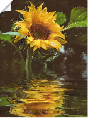 Produktbild von ARTland Poster Sonnenblume mit Wasserspiegelung Größe: 45x60 cm