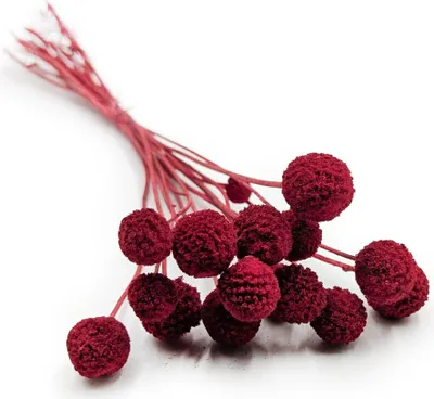 Produktbild von Rot Craspedia - (Extra Craspedia) - Bouquet mit 15 Stk